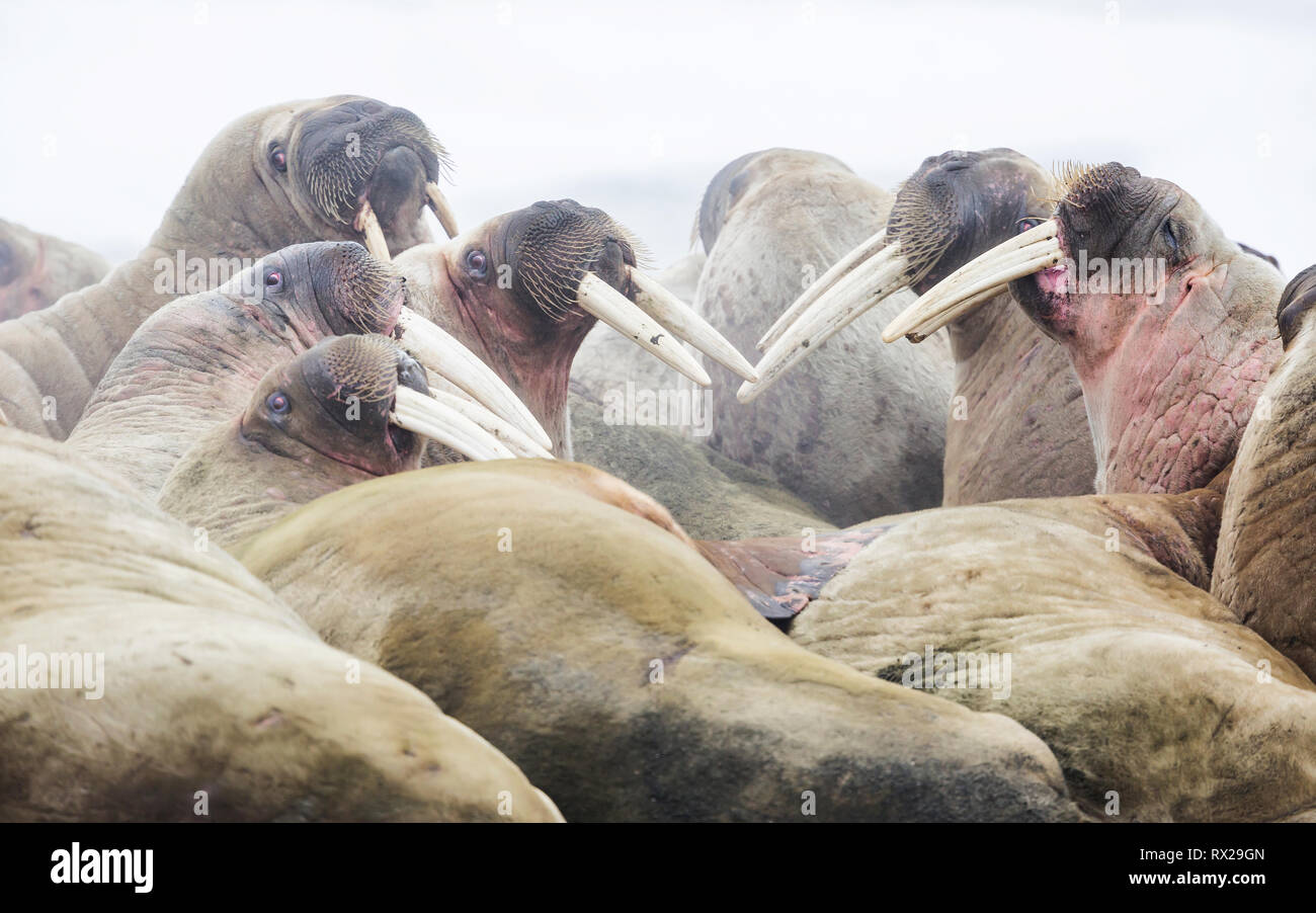 Trichechi, Odobenus rosmarus tirata fuori su una spiaggia di Svalbard, Norvegia Foto Stock