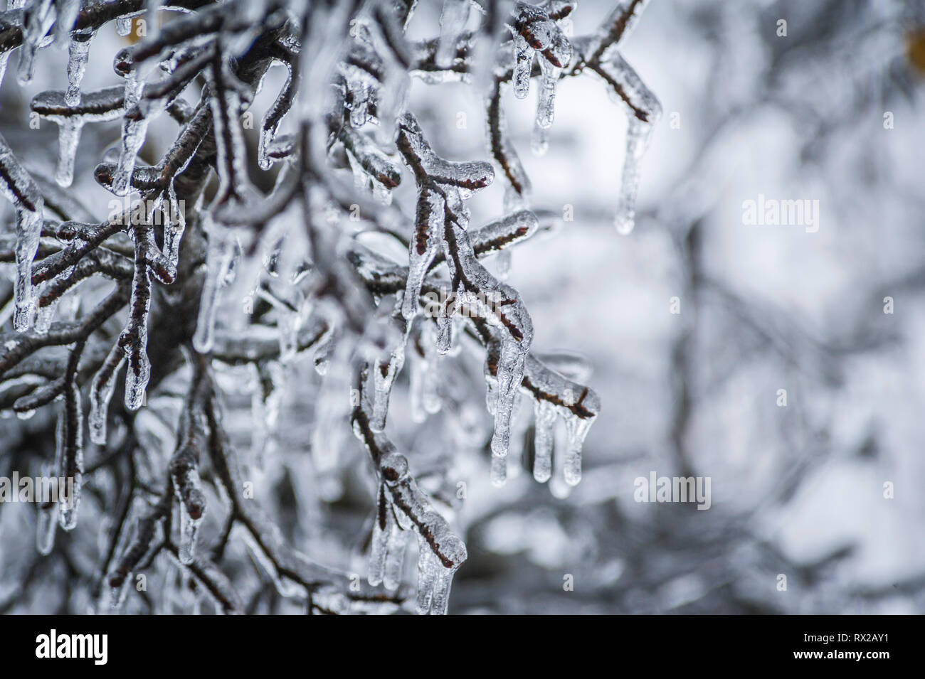 Coperte di ghiaccio a rami di alberi dopo una pioggia di congelamento in Ontario, Canada Foto Stock