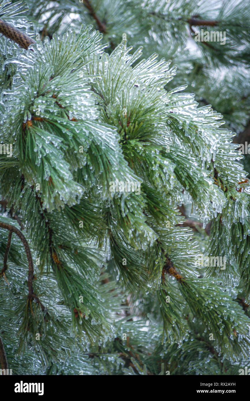 Coperte di ghiaccio a rami di alberi dopo una pioggia di congelamento in Ontario, Canada Foto Stock