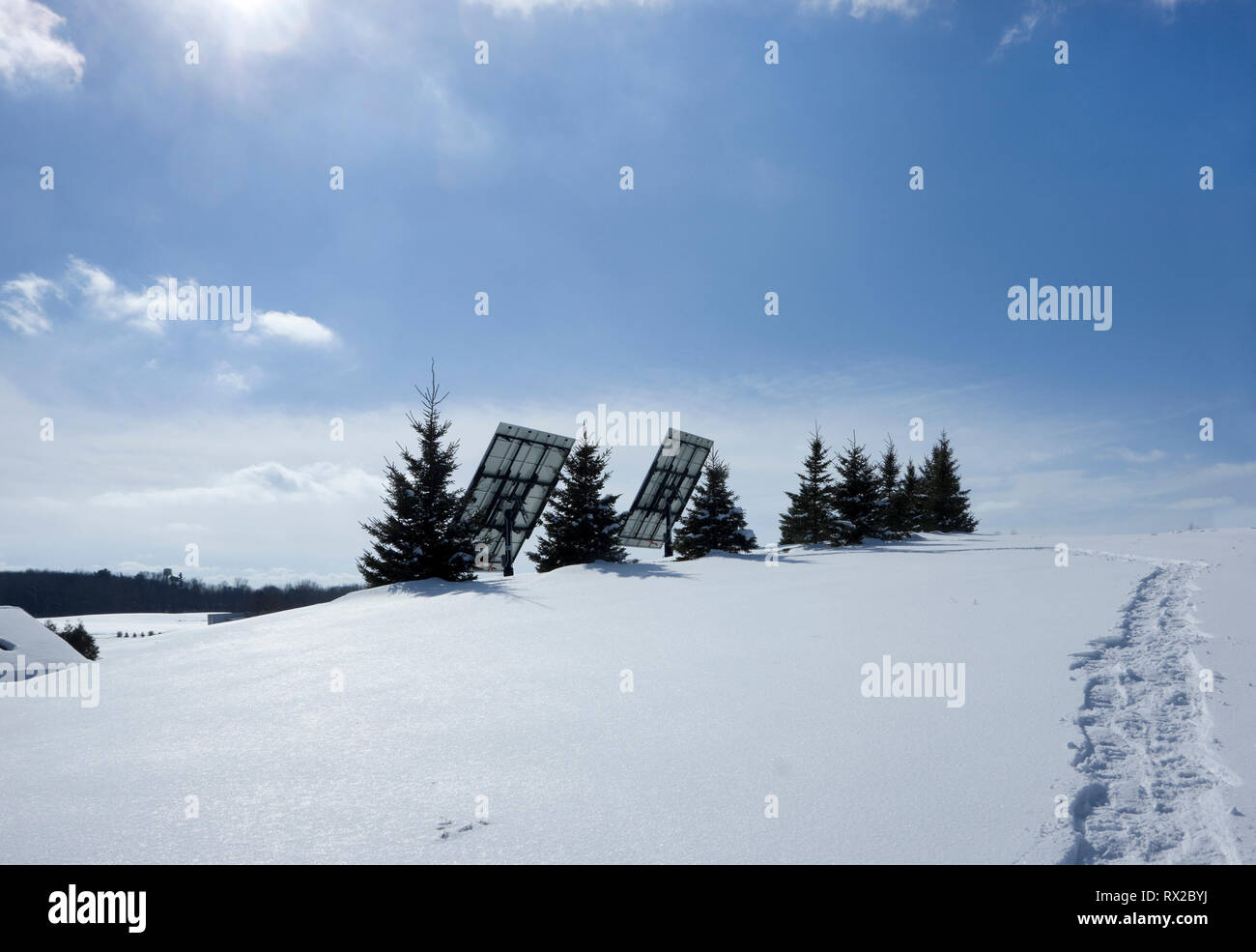 Pannelli solari fotovoltaici su una collina con una fila di alberi di abete rosso come frangivento in un ambiente rurale invernale. Foto Stock