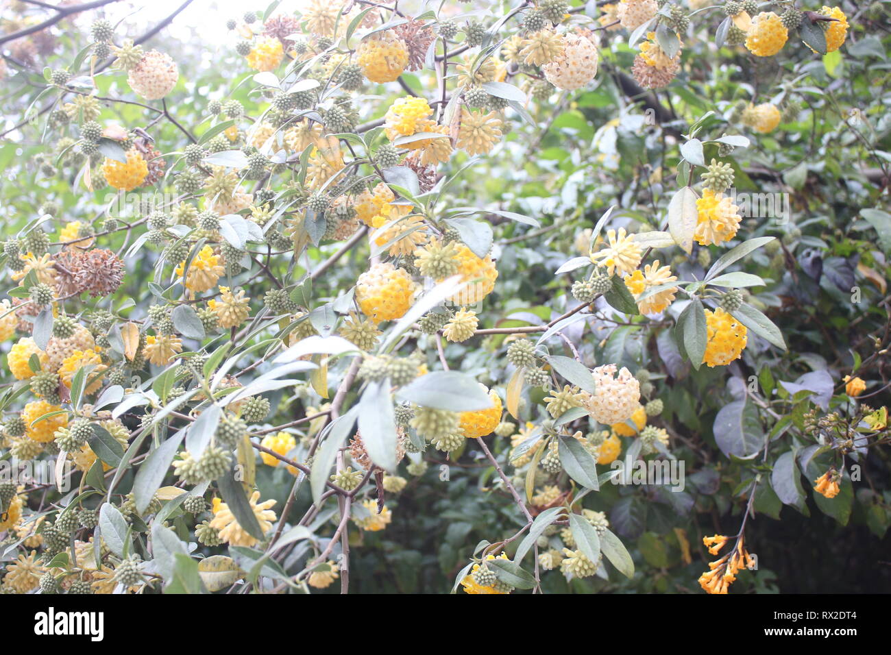 È questo lato della collina fiore. e questa foto è mostrata la bellezza naturale del Sikkim, questa affascinante fioriture è su ogni casa in Sikkim. Foto Stock