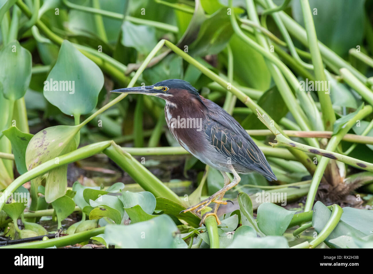 Airone verde (Butorides virescens ) lungo le rive del fiume Sierpe Costa Rica Foto Stock