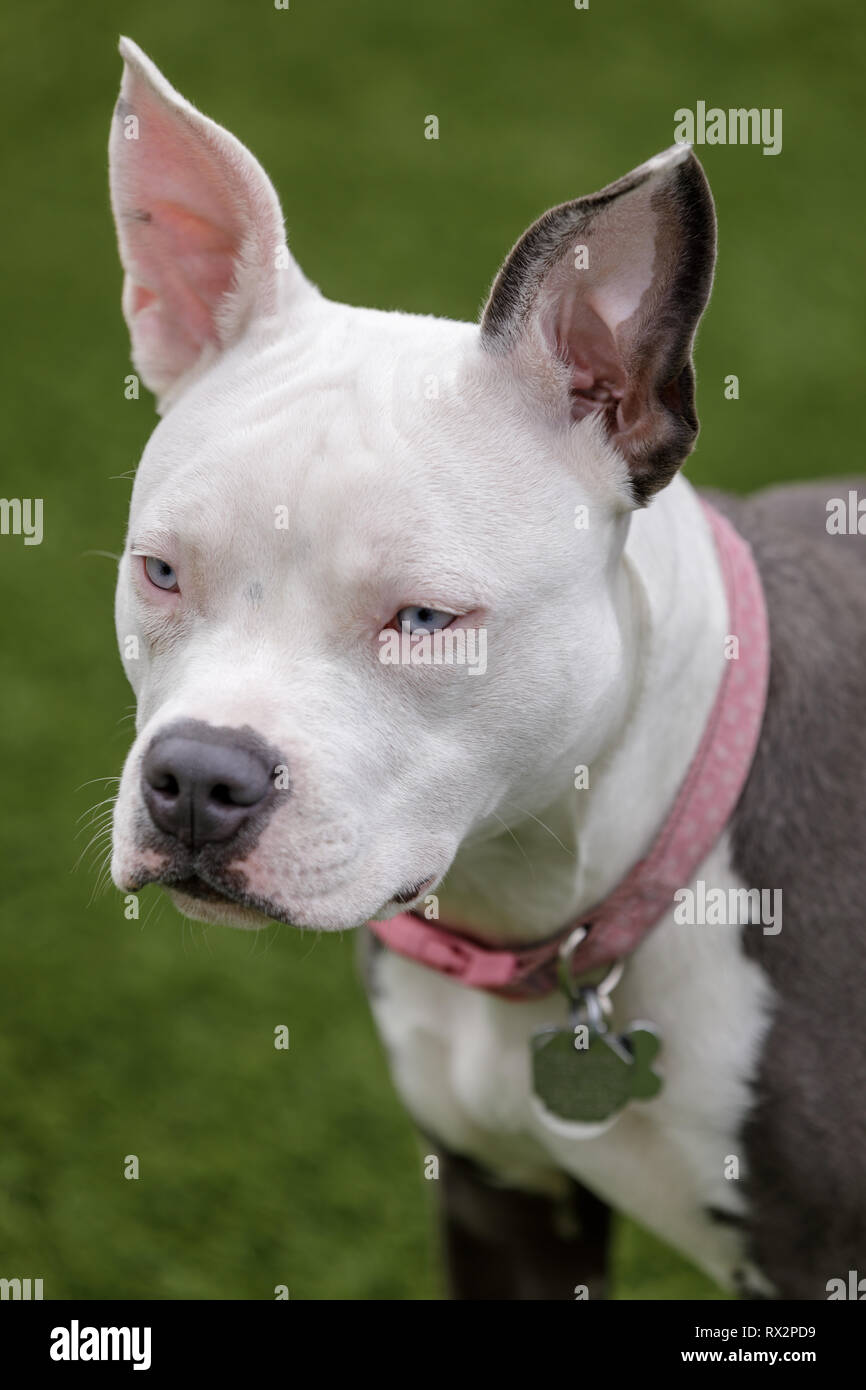 Blue-eyed cucciolo femmina l'American Pit Bull Terrier testa Foto Stock