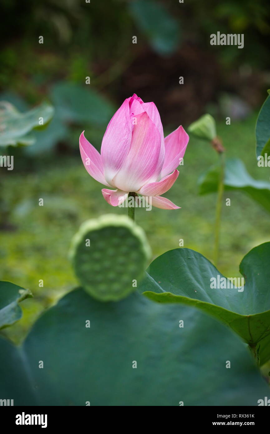 Rosa fiore di loto in luce naturale Foto Stock