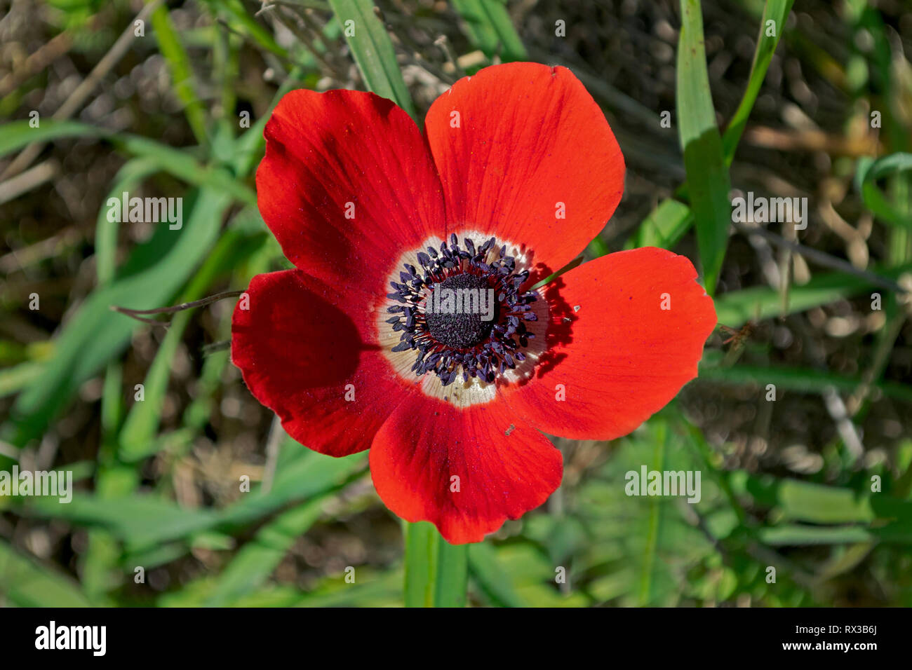 Primo piano di una singola corona rossa anemone crescente tra graminacee selvatiche nella foresta ruhama di Israele Foto Stock