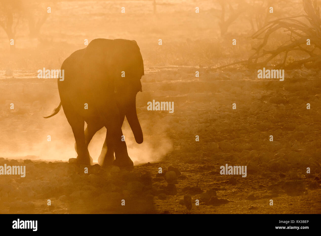 Silhouette di elefante in polvere di colore giallo. Foto Stock