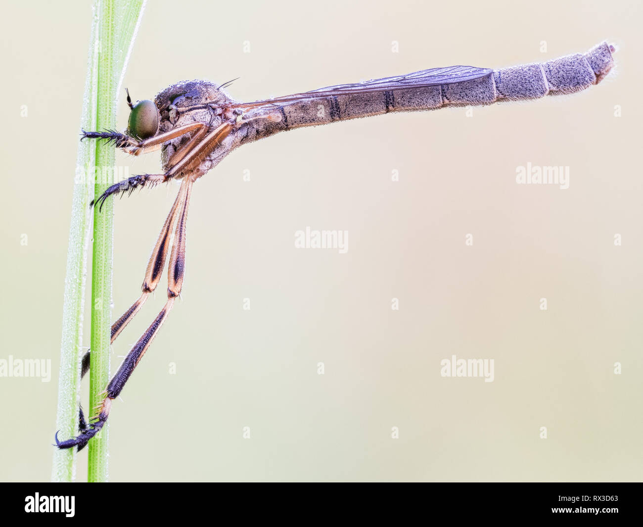 Raubfliege Makro, Nahaufnahme mit vielen Dettagli Mit Hilfe von Bracketing di messa a fuoco. Detailreiche Makroaufnahmen von kleinen Tieren Foto Stock