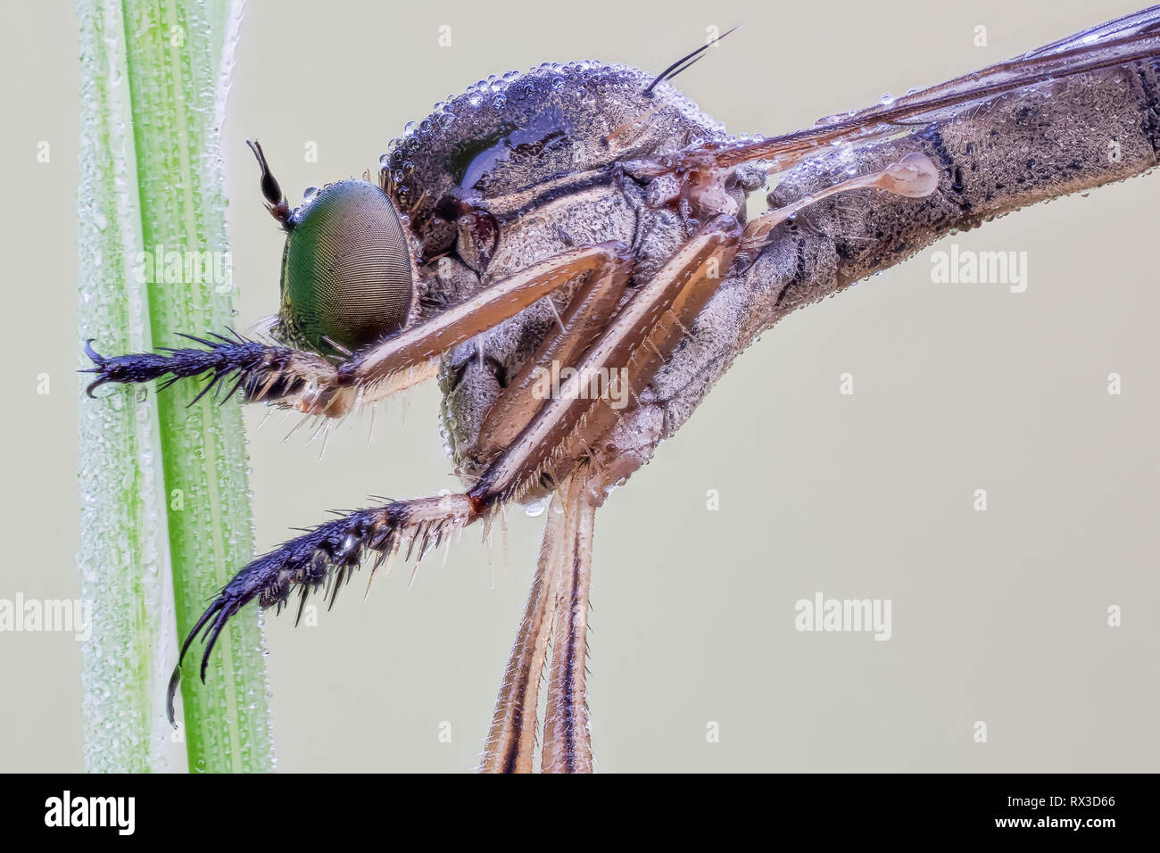 Raubfliege Makro, Nahaufnahme mit vielen Dettagli Mit Hilfe von Bracketing di messa a fuoco. Detailreiche Makroaufnahmen von kleinen Tieren Foto Stock