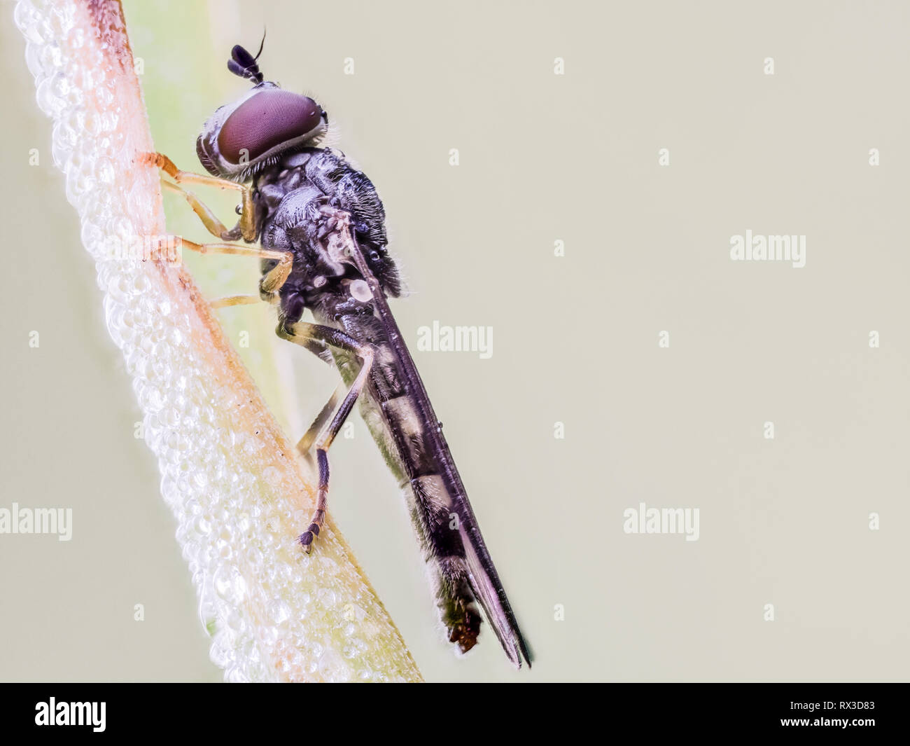 Insekten Makro, Nahaufnahme mit vielen Dettagli Mit Hilfe von Bracketing di messa a fuoco. Detailreiche Makroaufnahmen von kleinen Tieren Foto Stock