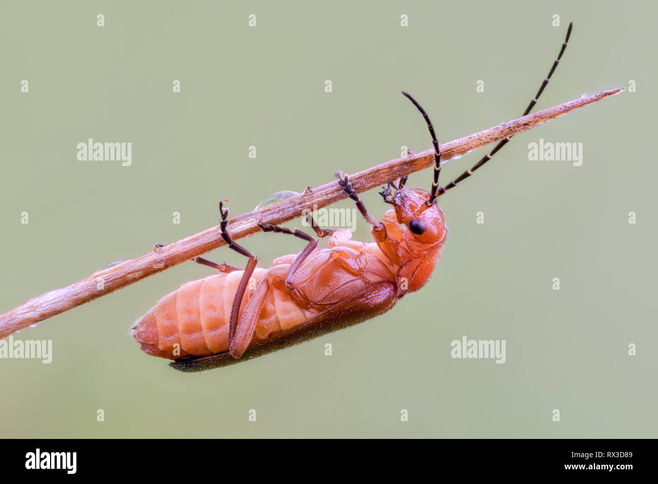 Käfer Makro, Nahaufnahme mit vielen Dettagli Mit Hilfe von Bracketing di messa a fuoco. Detailreiche Makroaufnahmen von kleinen Tieren Foto Stock