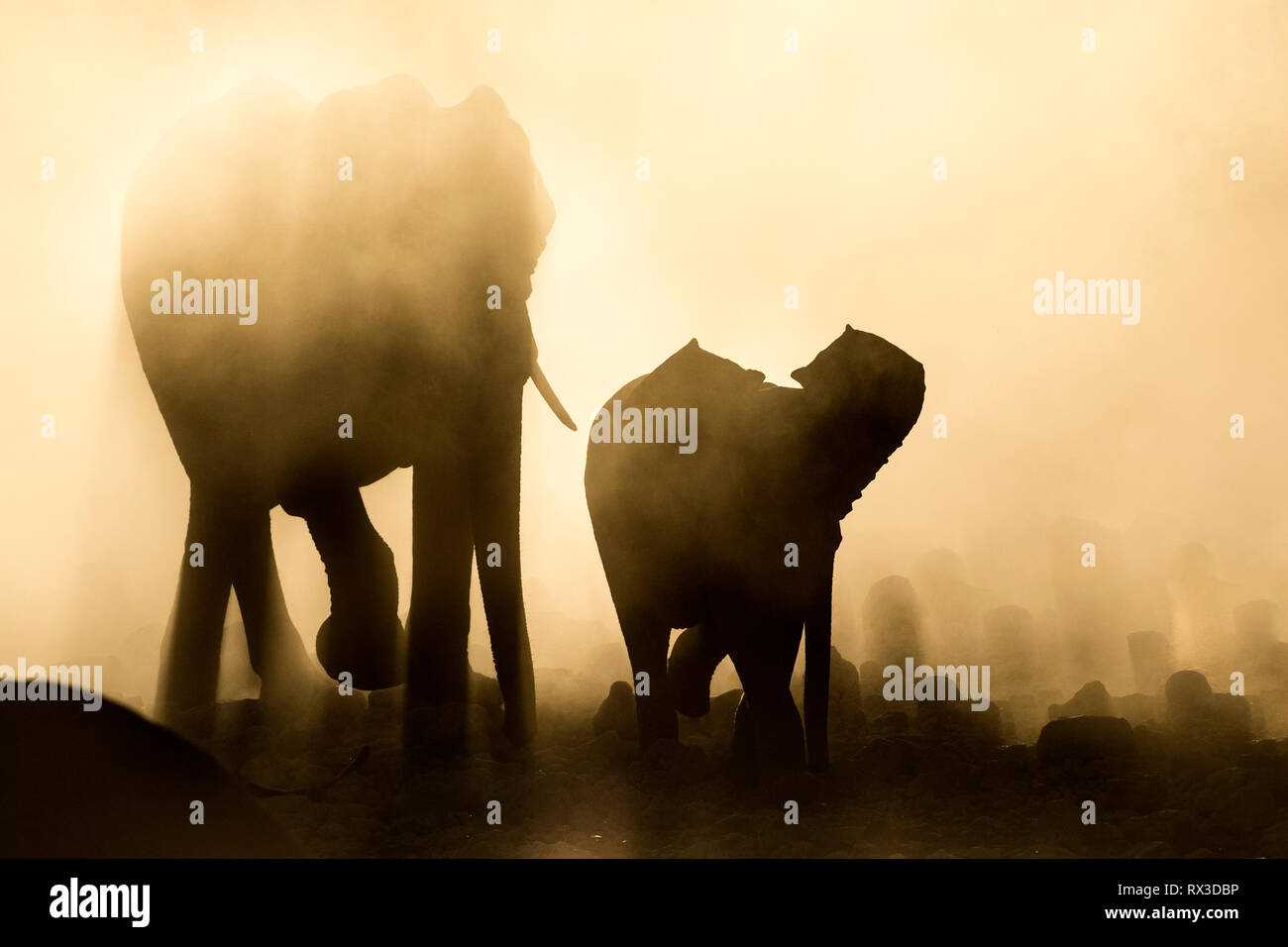 Silhouette di elefante in polvere di colore giallo. Foto Stock