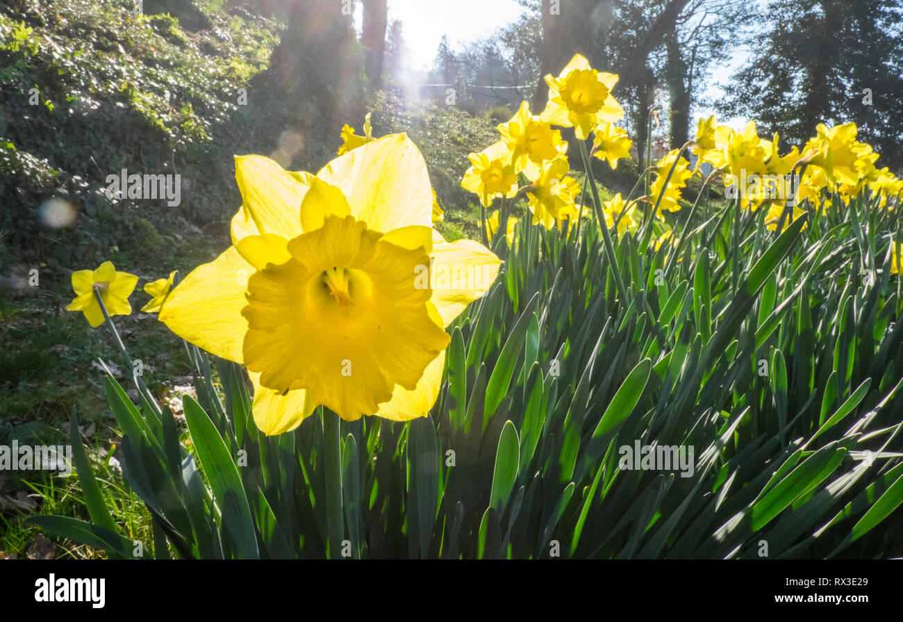 Giunchiglie,daffodil,a,bloom,blooming,national,fiore,d,Galles,a,bloom,UK meteo: 20 gradi in questa zona di Ceredigion,il Galles Centrale,Welsh,paesaggio, Foto Stock