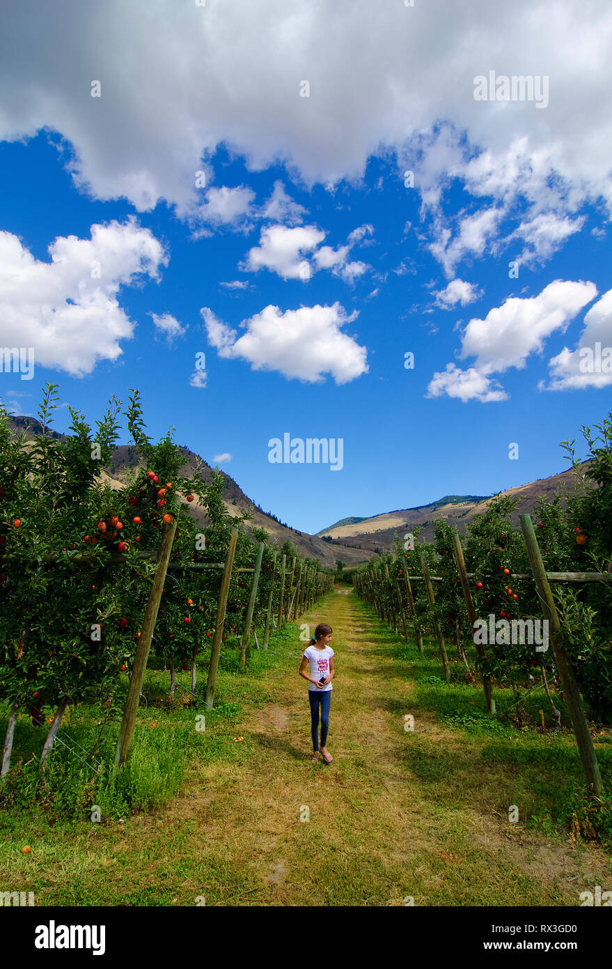 Ragazza giovane con la possibilità di passeggiare attraverso apple orchard in estate vicino a Keremeos, British Columbia, Canada - MR2 Foto Stock
