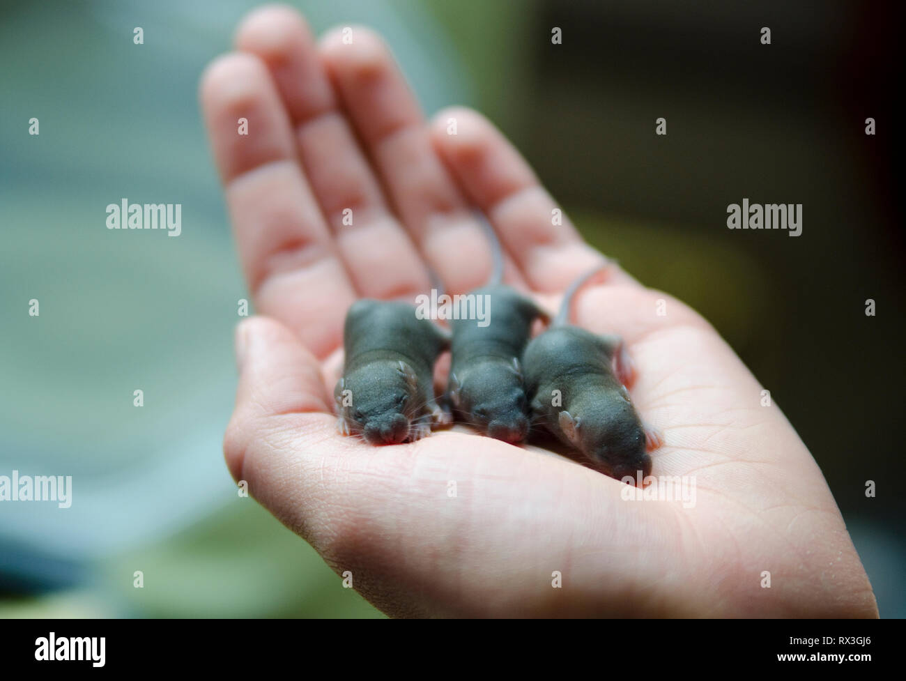 Ragazza giovane tenere topi neonati Foto Stock