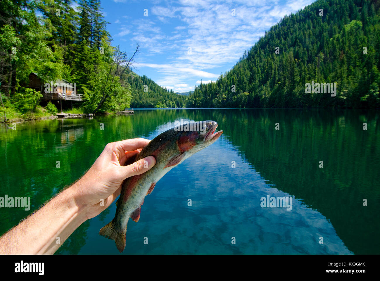 Gerard trota arcobaleno pescate da Echo lago vicino a Vernon, British Columbia, Canada Foto Stock