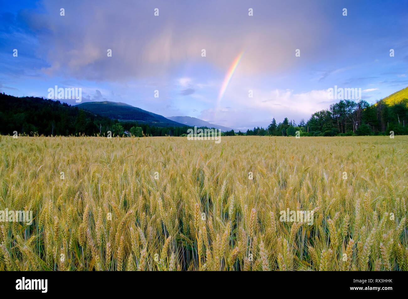 Forme Arcobaleno dopo un temporale estivo in un campo di grano vicino Enderby, nella regione Okanagan della British Columbia, Canada Foto Stock