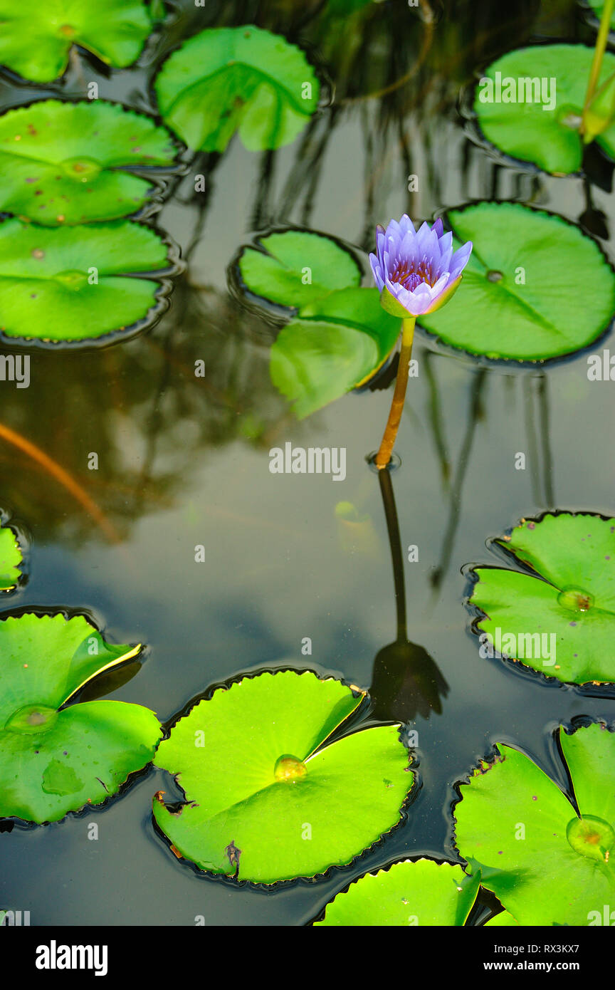 Giglio, Nymphaeaceae, in acqua giardino, Khao Lak, Pang Nga, Thailandia Foto Stock