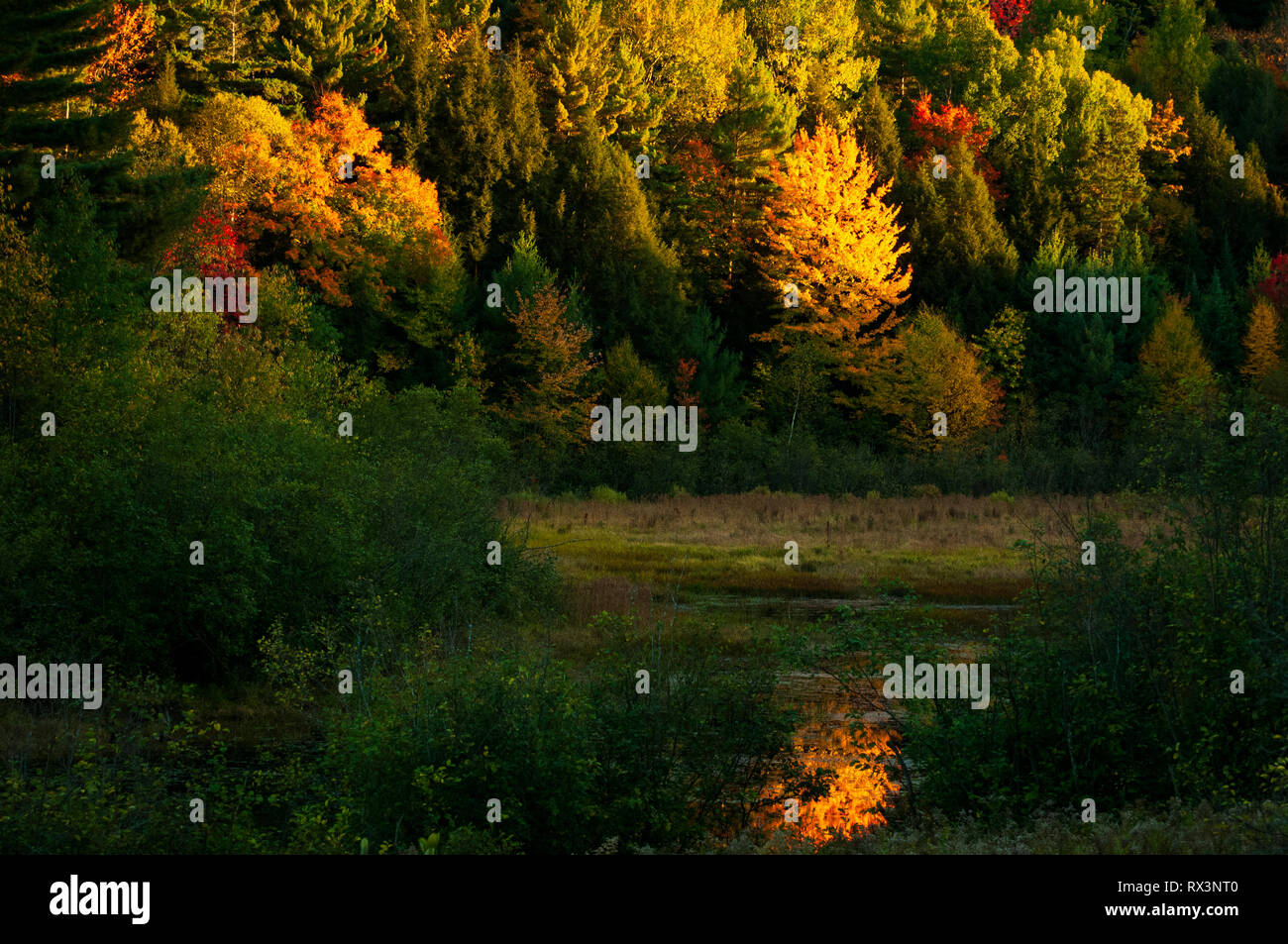 Aceri arancione sono acceso come il fuoco e si riflette in una vicina zona umida sotto un sole di setting, Gatineau National Park, Quebec, Canada Foto Stock
