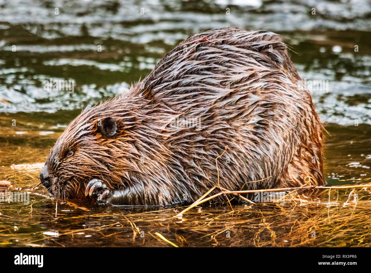 Un castoro (Castor canadensis) rosicchia su un bastone vicino a casa sua in una zona umida, Algonquin Provincial Park, Ontario, Canada Foto Stock