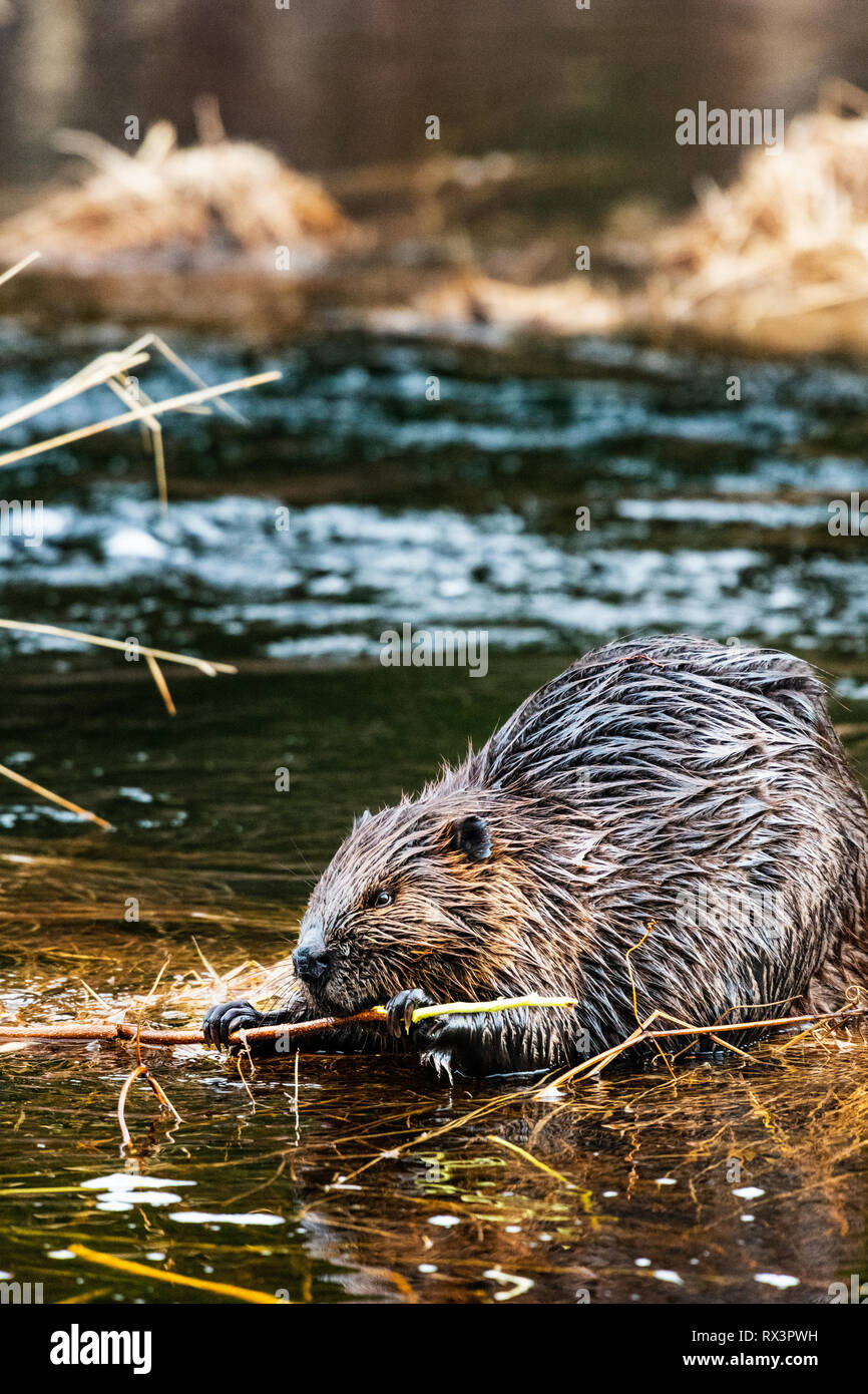 Un castoro (Castor canadensis) rosicchia su un bastone vicino a casa sua in una zona umida, Algonquin Provincial Park, Ontario, Canada Foto Stock