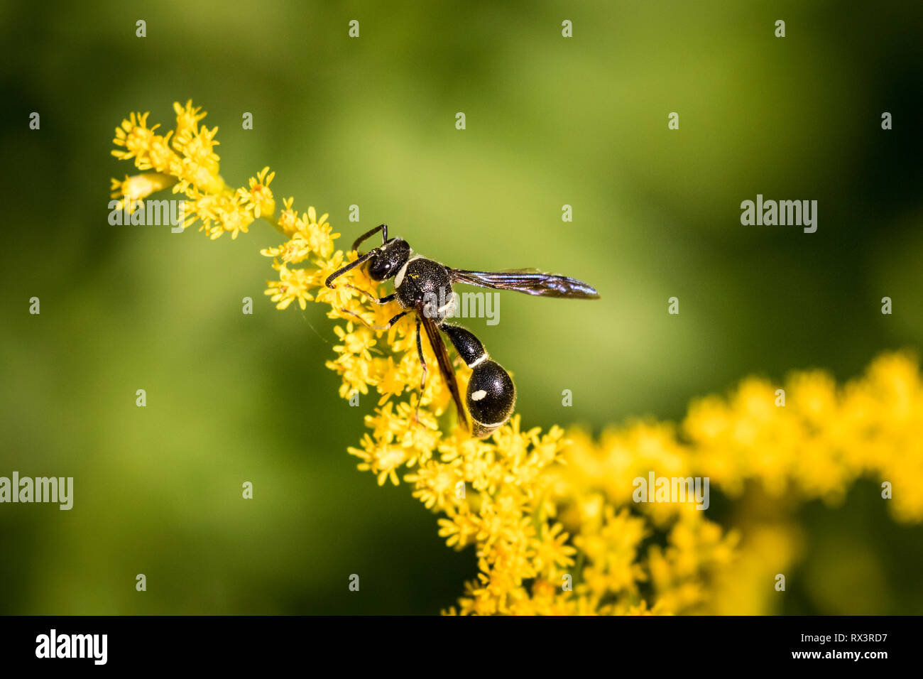 Potter Wasp (Eumenes fraternus) su oro, Toronto, Ontario, Canada Foto Stock