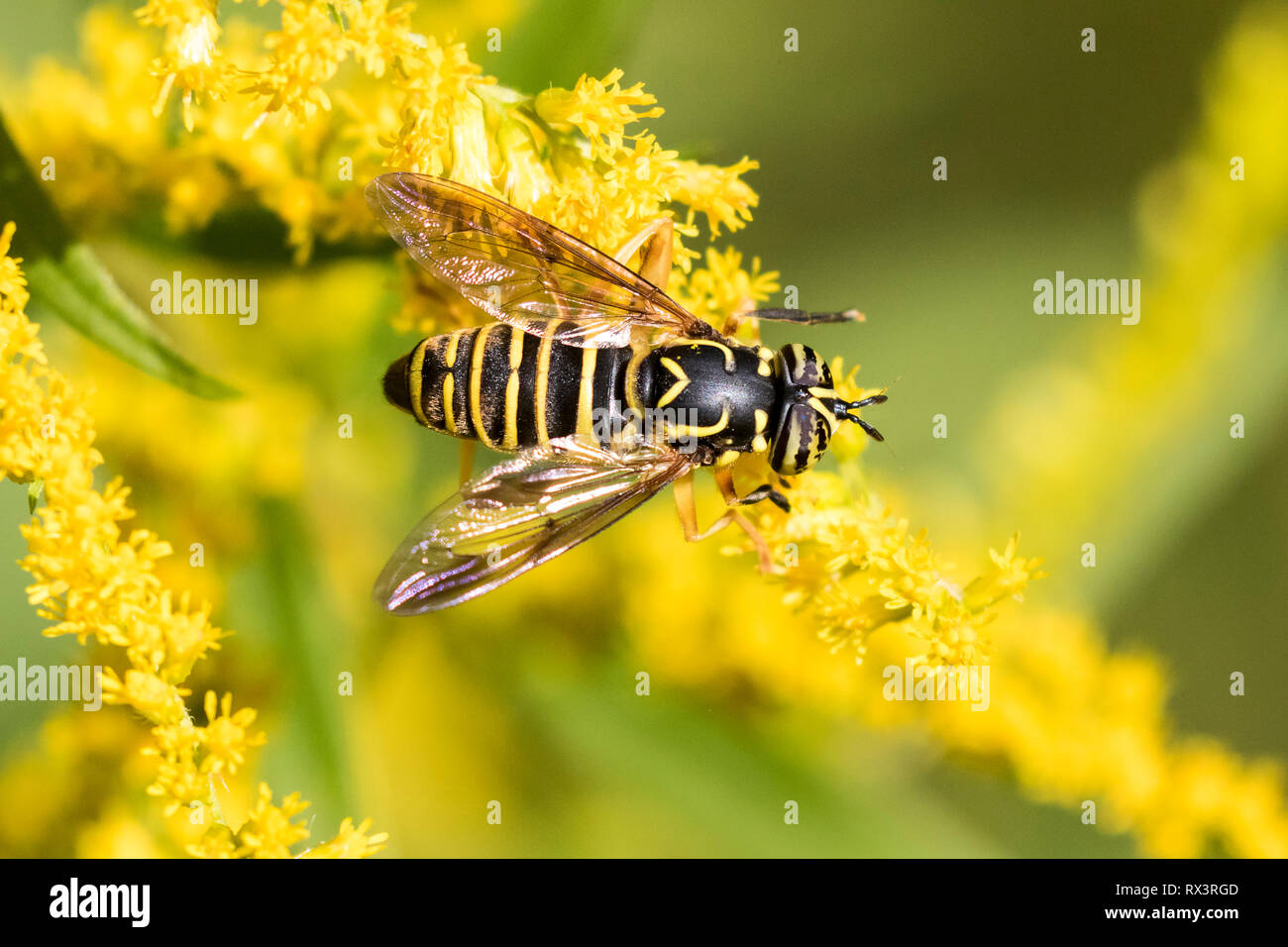 Syrphid Fly (Spilomyia longicornis) su oro, Toronto, Ontario, Canada Foto Stock