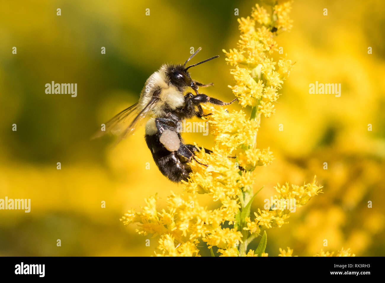 Orientale comune Bumble Bee (Bombus impatiens) con cesto di polline sulla zampa posteriore, Toronto, Ontario, Canada Foto Stock