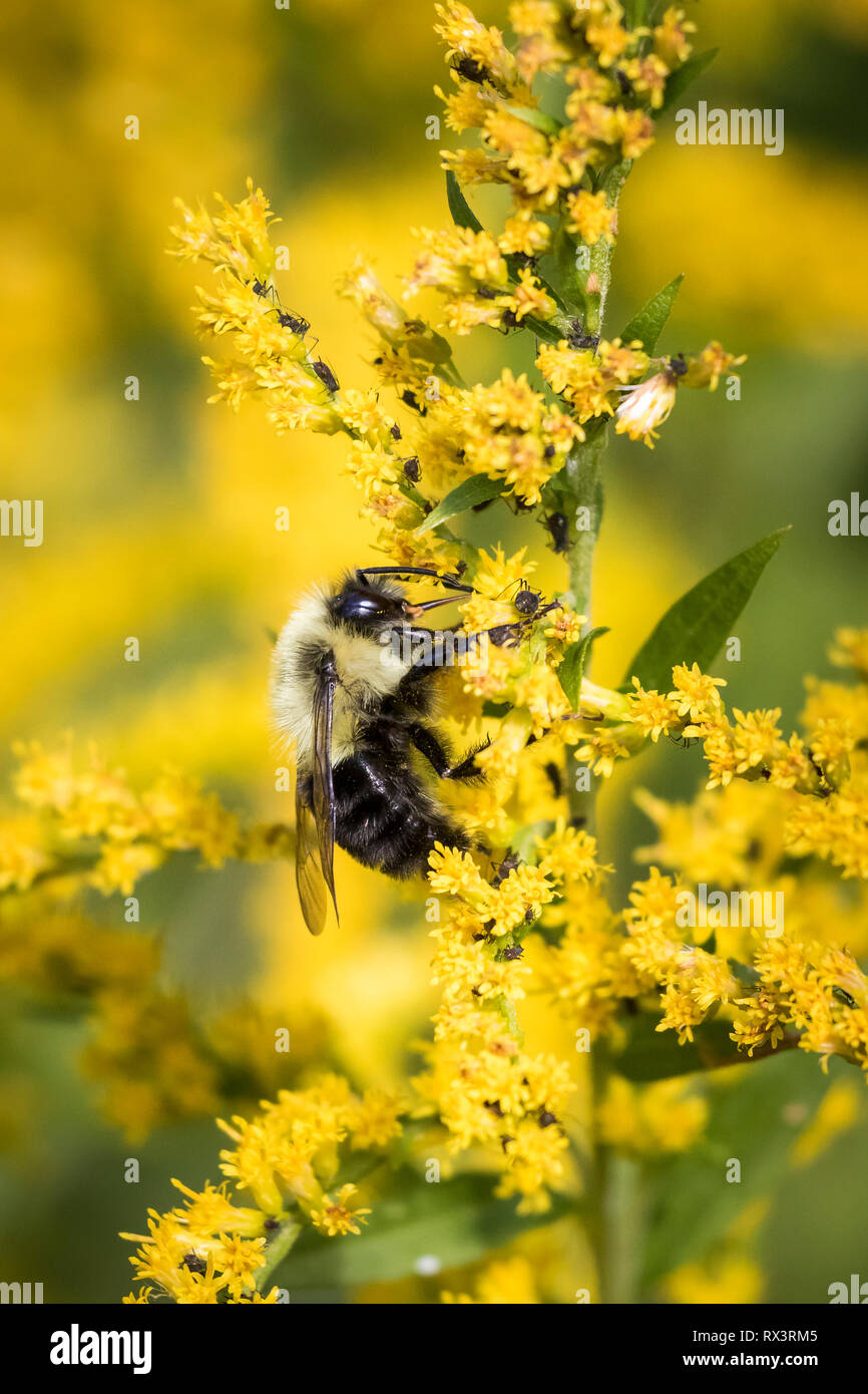 Orientale comune Bumble Bee (Bombus impatiens) su oro, Toronto, Ontario, Canada Foto Stock