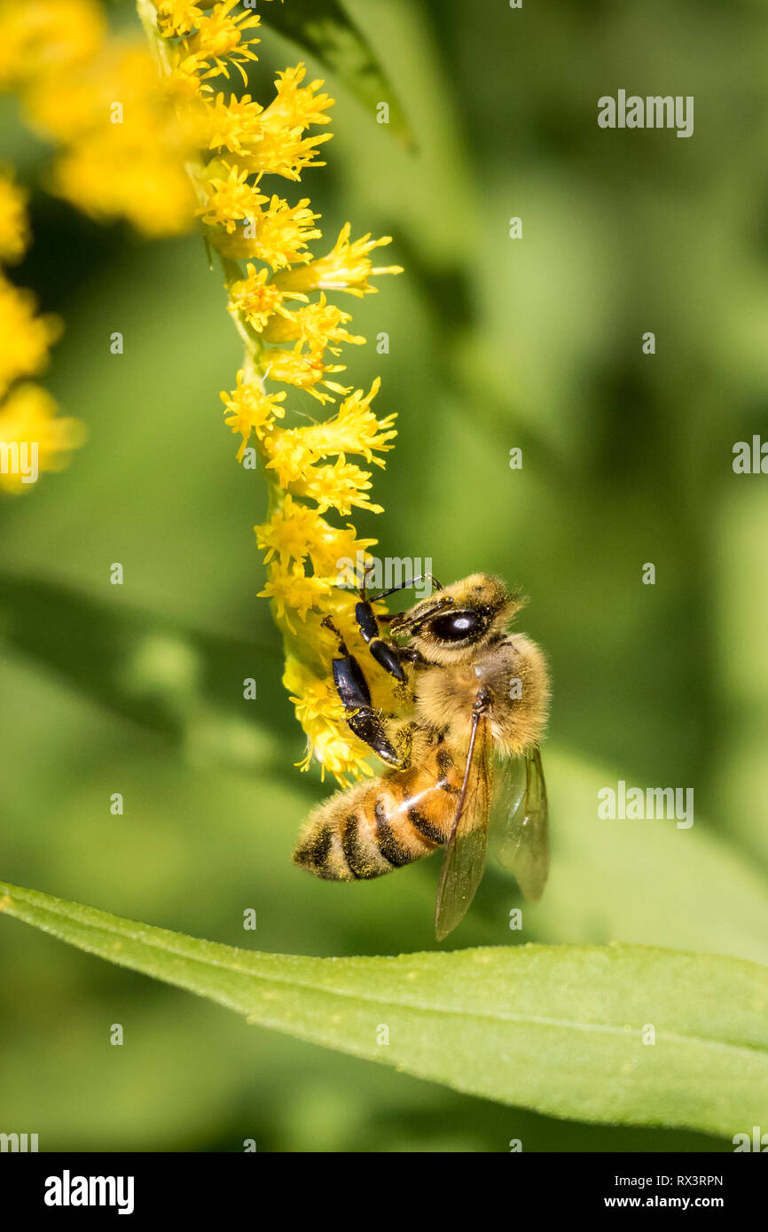 Western Honey Bee o European Honey Bee (Apis mellifera) su goldenrod, Toronto, Ontario, Canada - Honey Bees sono importanti pollinator e produttori di miele, ma sono stati introdotti in Nord America Foto Stock