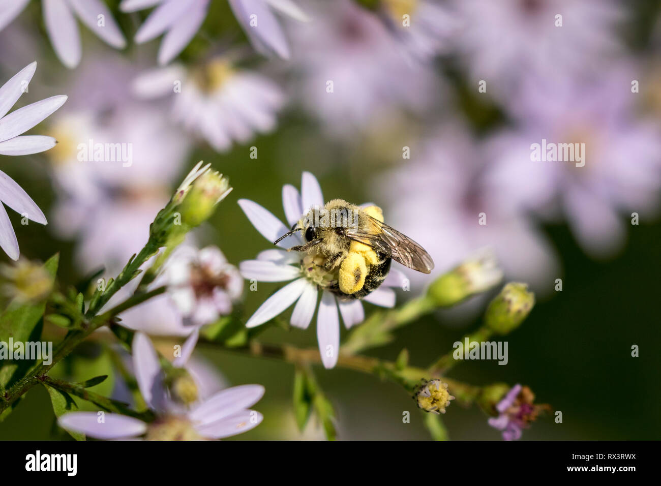 Disparità di cellophane Bee (Colletes inaequalis) con il polline sulle zampe posteriori, Toronto, Ontario, Canada Foto Stock