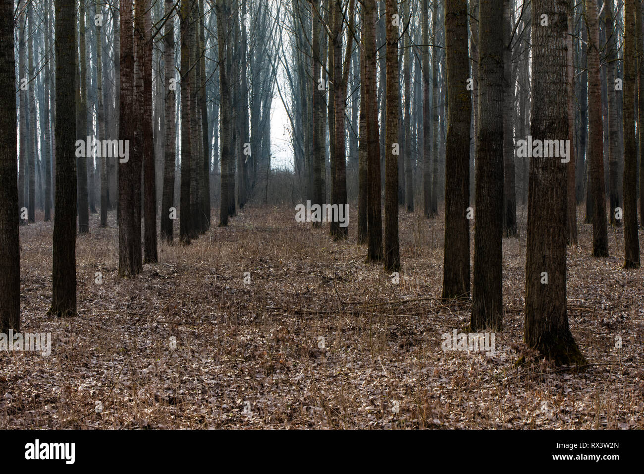 Obedska Bara, Belgrado, la foresta e la nebbia Foto Stock