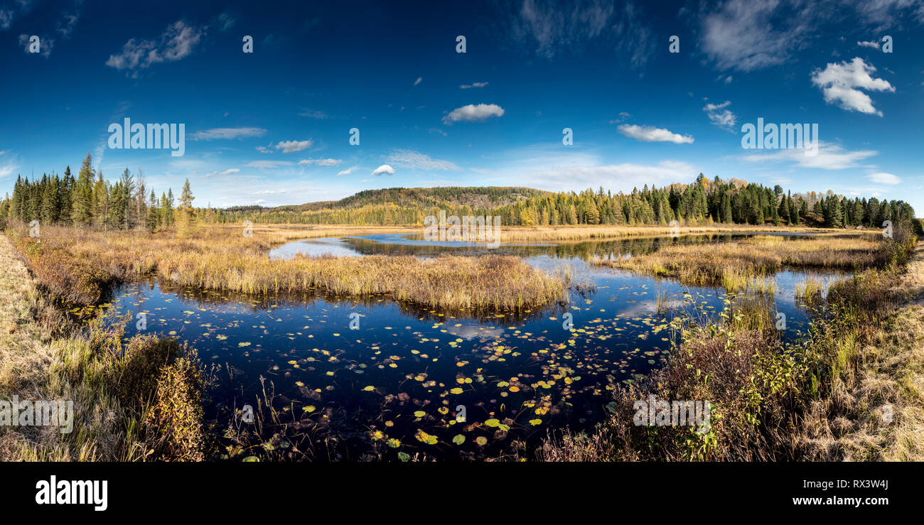 Costello Creek in autunno, Algonquin Provincial Park, Ontario, Canada (Digitally spliced panorama) Foto Stock