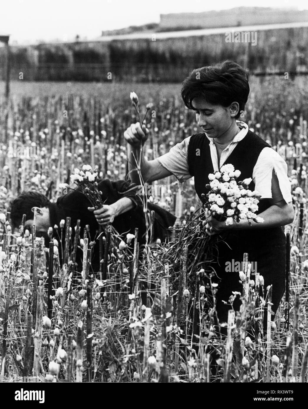 Floricoltura a Ventimiglia, 1969 Foto Stock