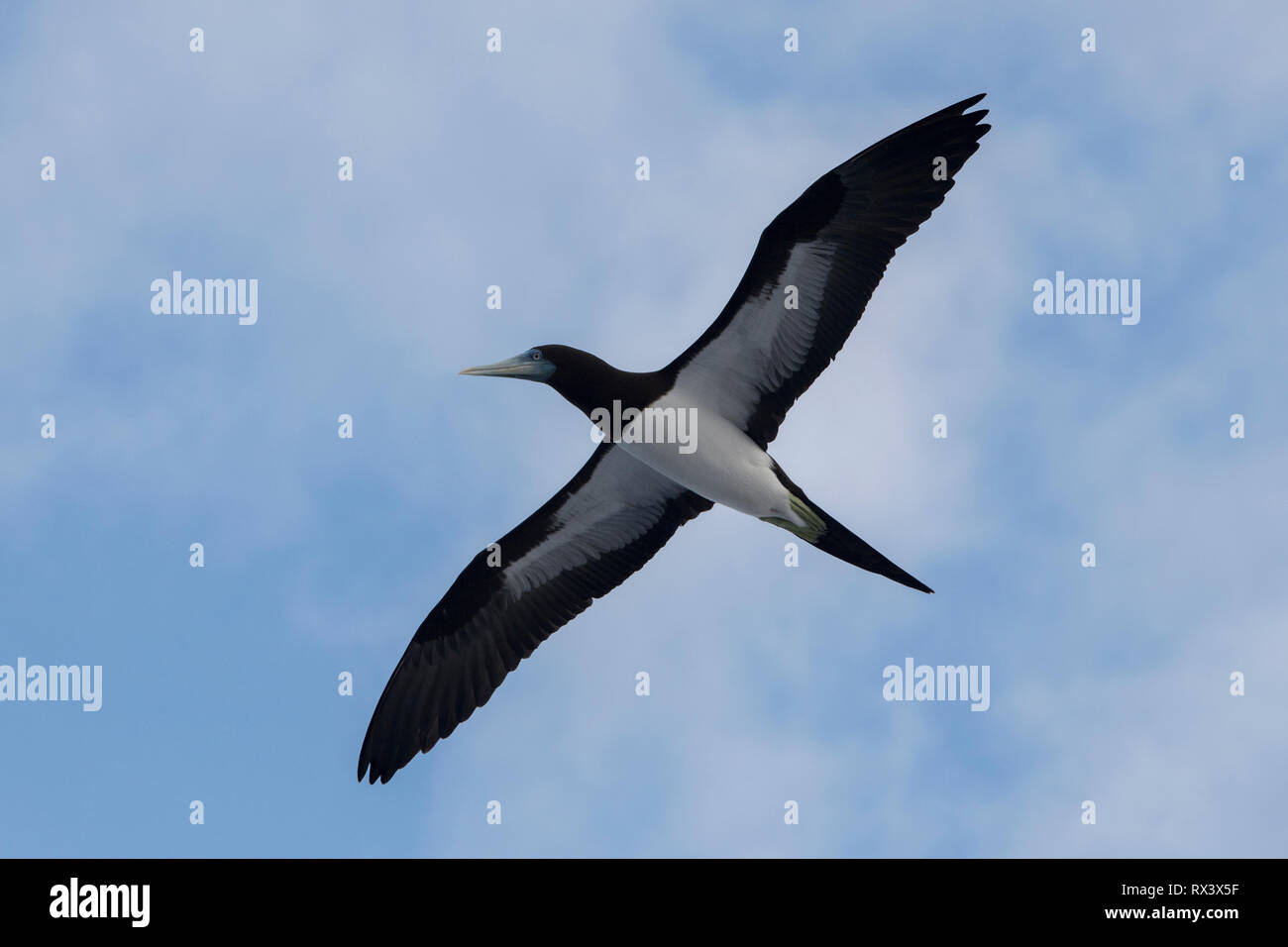 Brown Booby, Sula leucogaster, volare, Raja Ampat, Papua occidentale, Indonesia Foto Stock