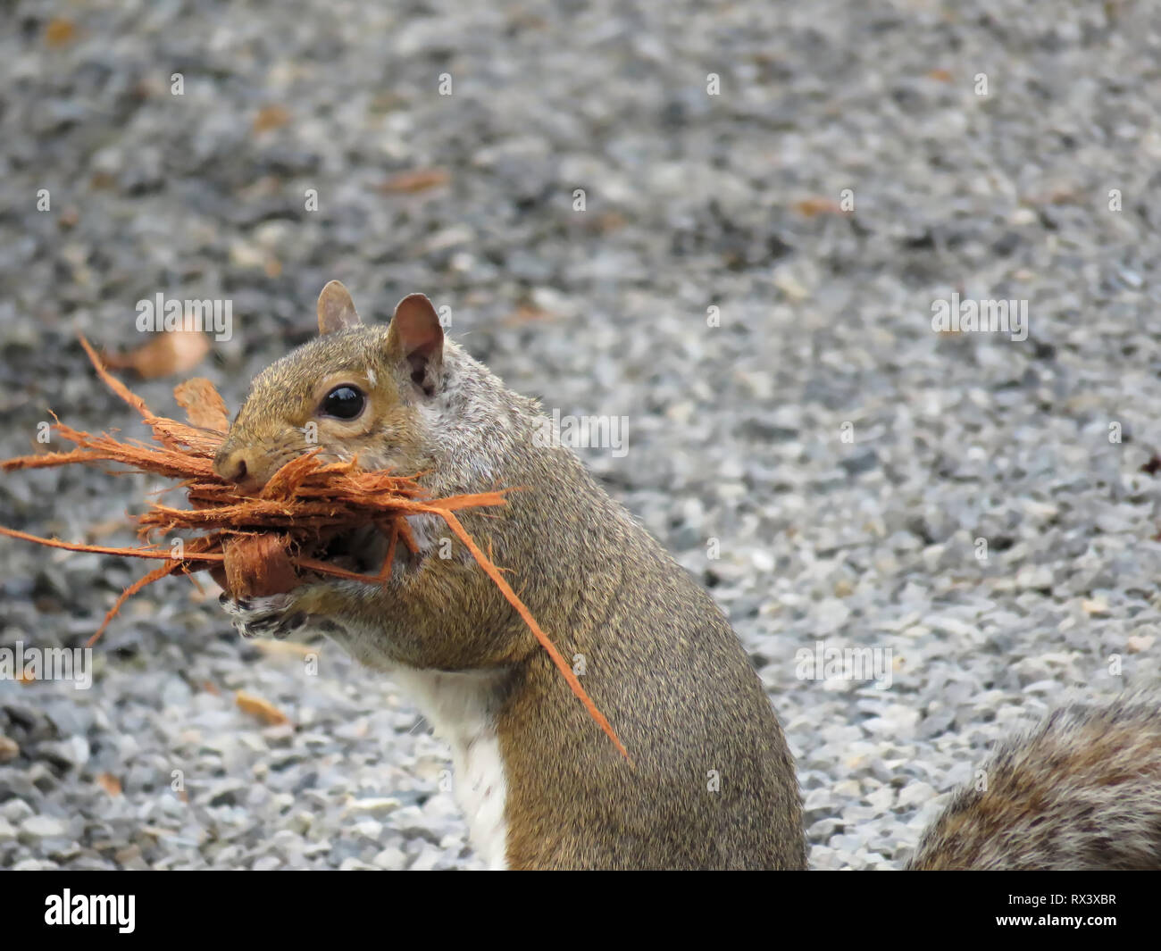 Grigio orientale scoiattolo (Sciurus carolinensis) con corteccia di albero in bocca Foto Stock