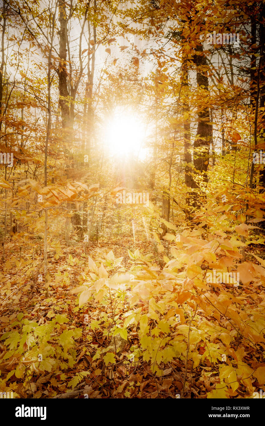 Sun attraverso gli alberi in autunno in Algonquin Provincial Park, Ontario, Canada (manipolato digitalmente) Foto Stock