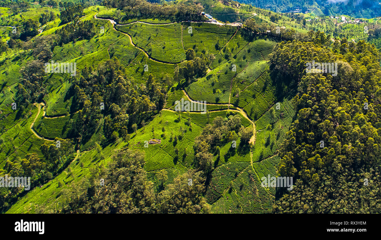 Antenna. Famoso green tea plantation panorama da Lipton della Seat, Haputale, Sri Lanka. Foto Stock