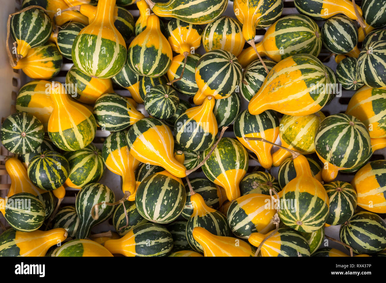 Verschiedene Zierkürbisse Foto Stock