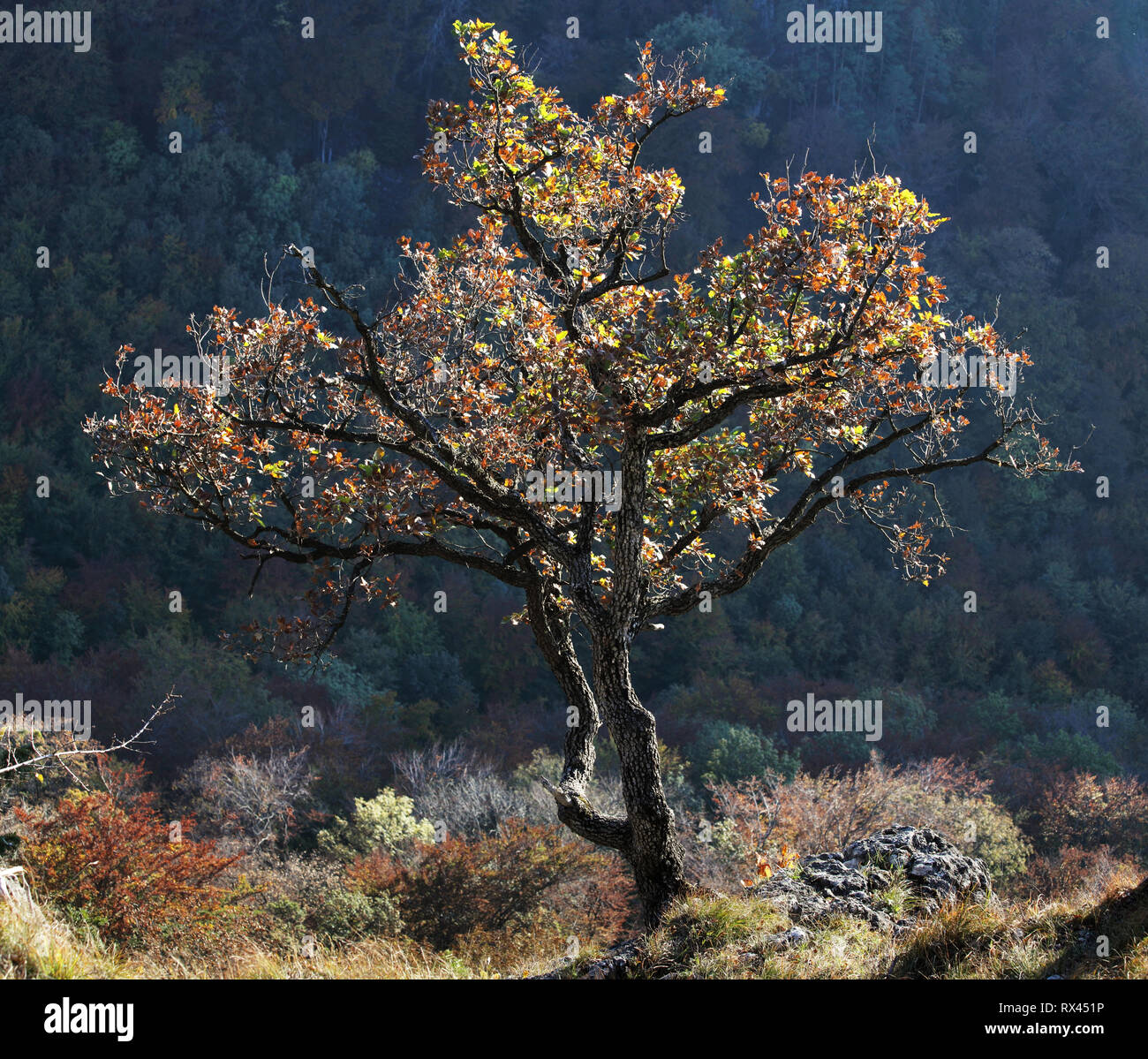 Luce dorata incandescente attraverso pino sagome come il sole Foto Stock