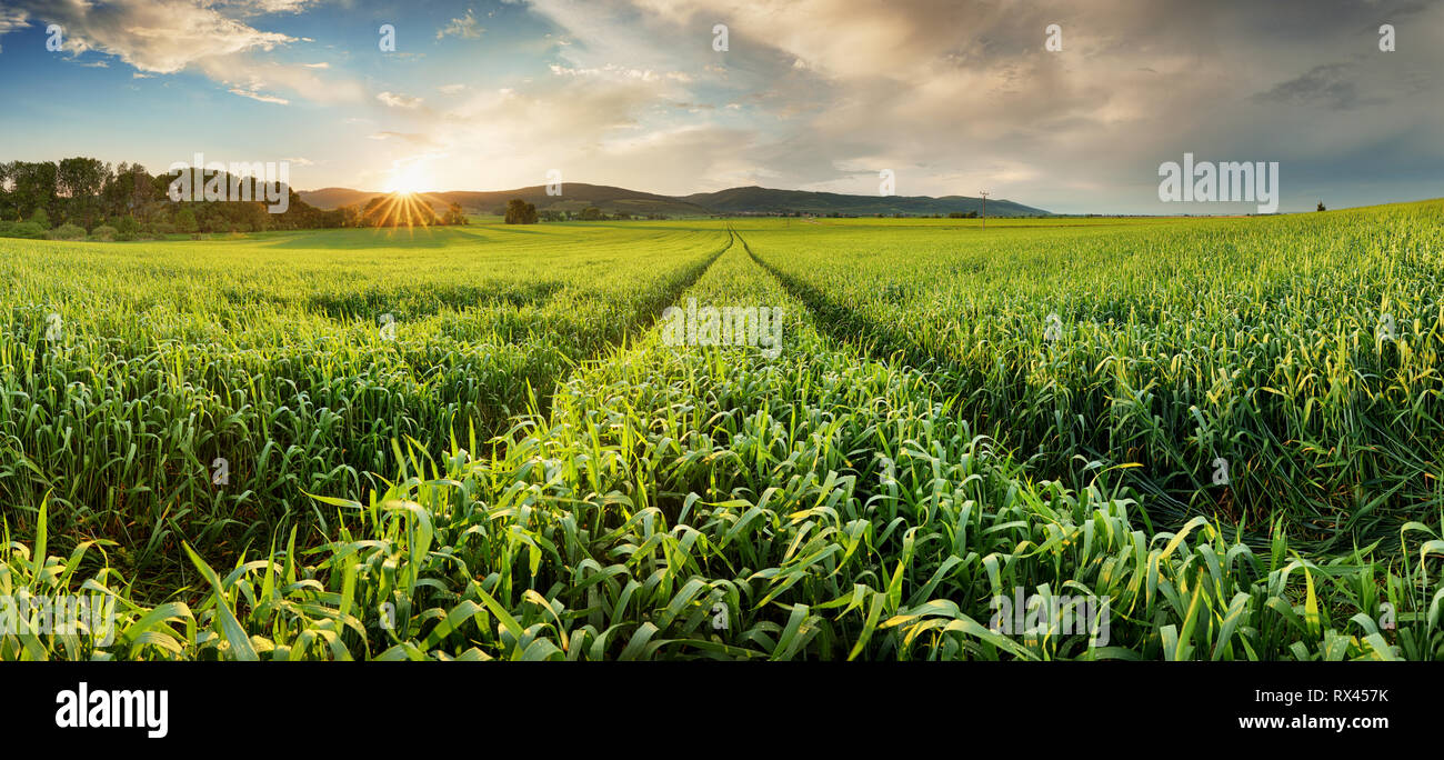 Panorama di verde campo di grano al tramonto con Sun Foto Stock