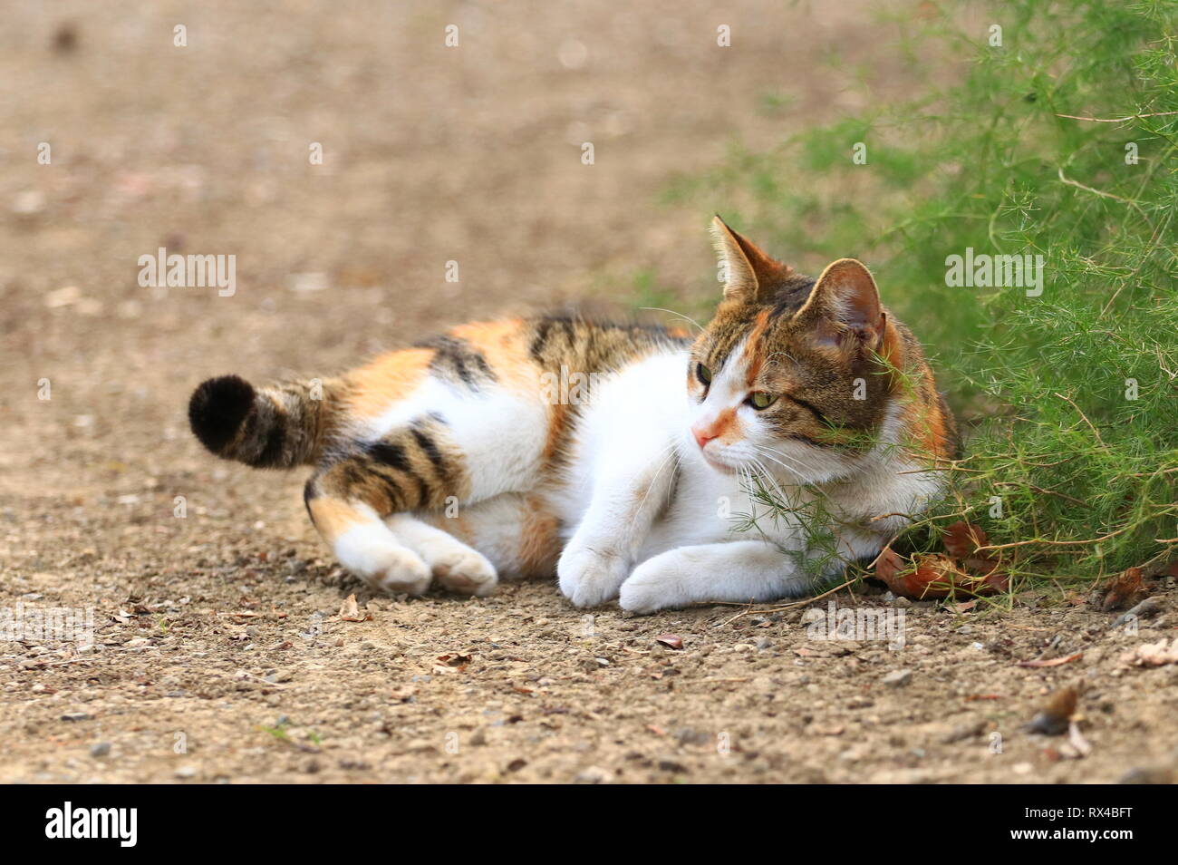 Cute cat in posa di backyard Foto Stock