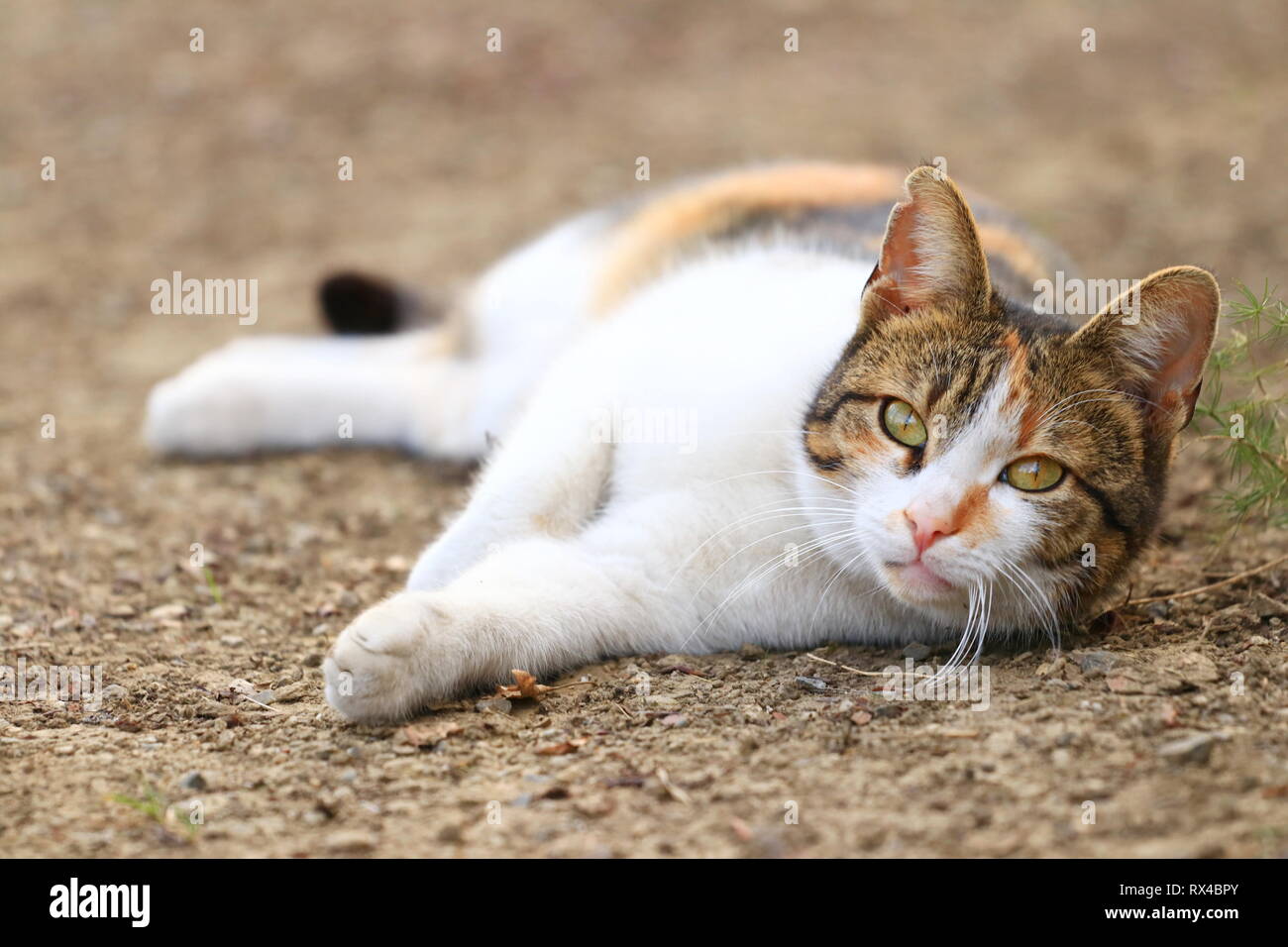 Cute cat in posa di backyard Foto Stock