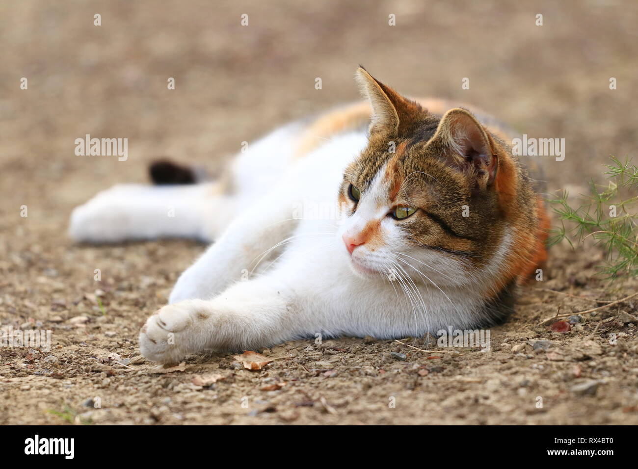 Cute cat in posa di backyard Foto Stock