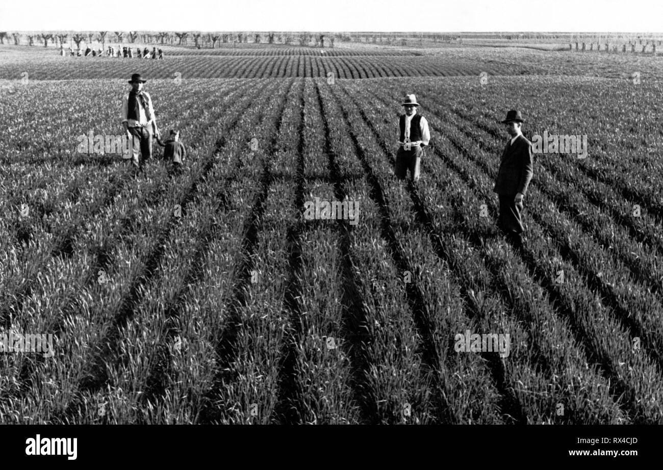 Campo di grano, provincia di Mantova, 1940 Foto Stock