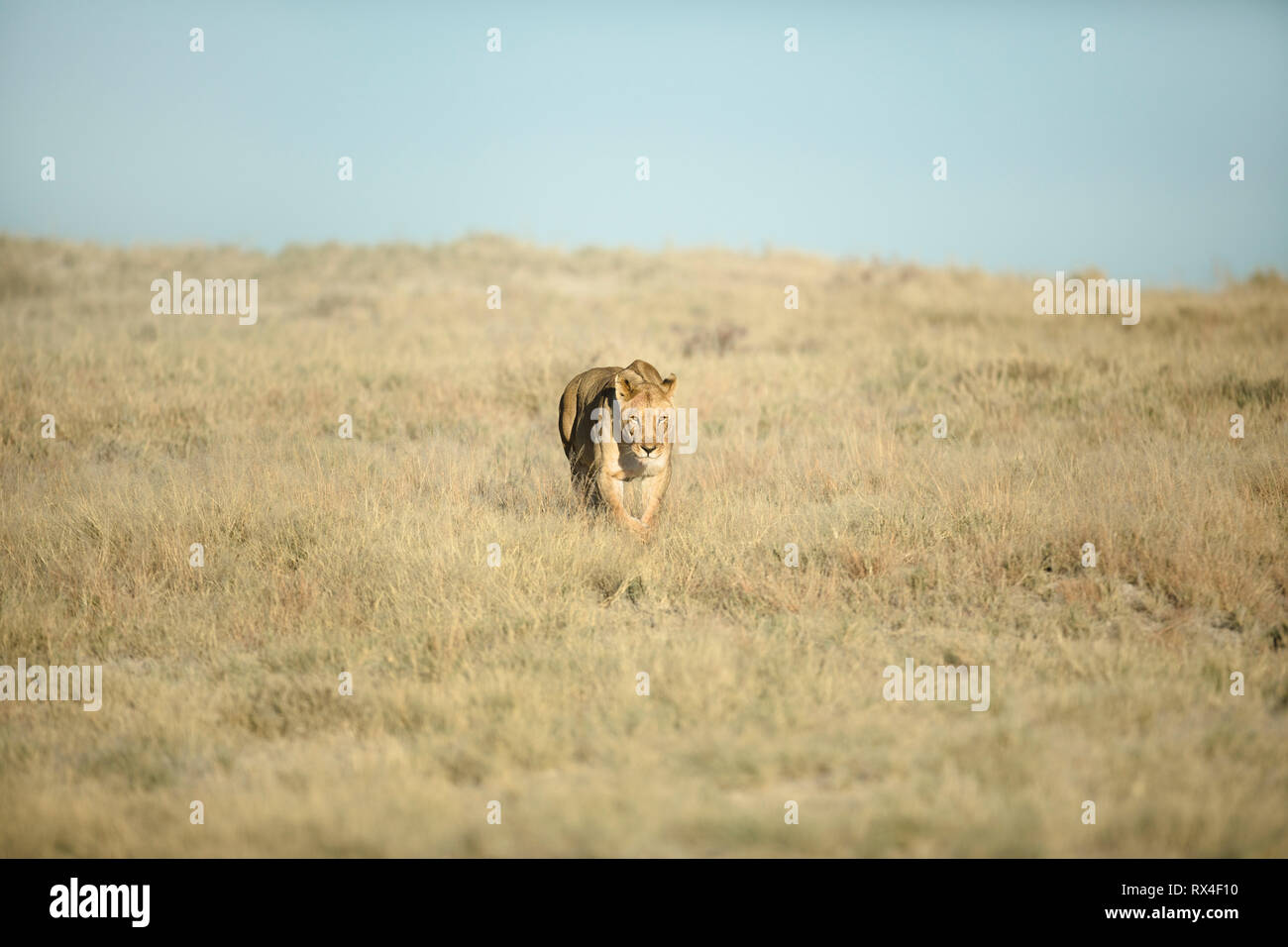 Una leonessa a caccia nei pressi di Okondeka nel Parco Nazionale di Etosha. Foto Stock