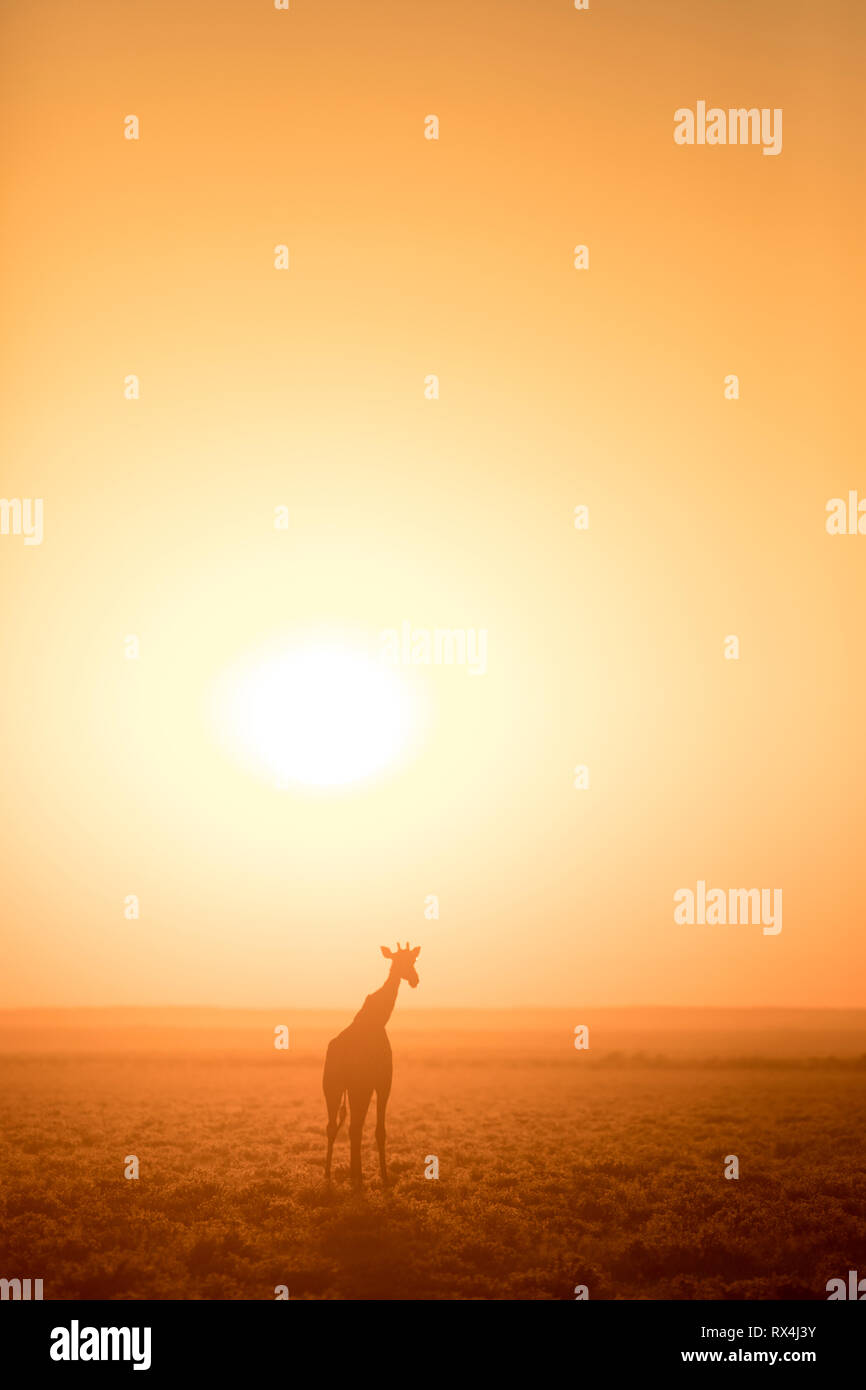 Giraffe al tramonto, luce dorata. Foto Stock