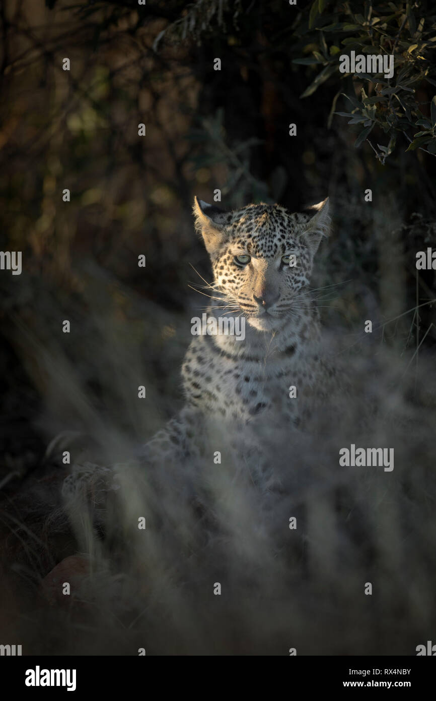 Un giovane leopard nasconde in erba spessa e scrub. Foto Stock