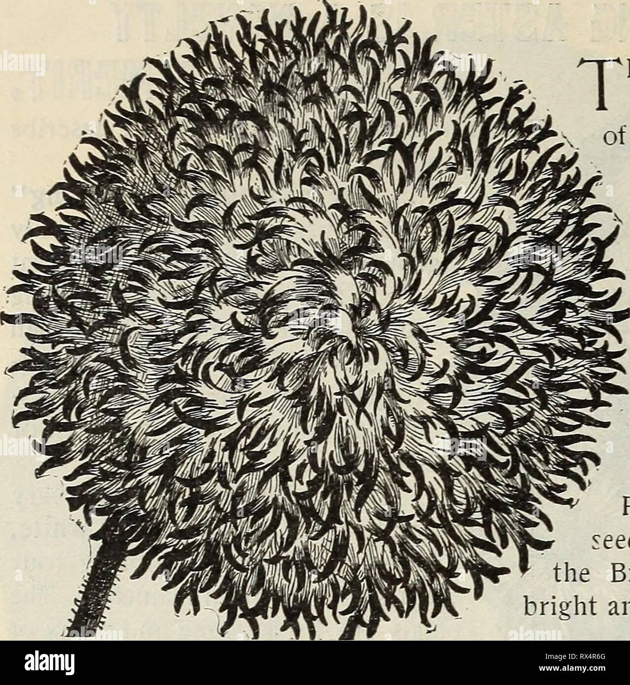 E H Hunt seedsman E. H. Hunt : seedsman ehhuntseedsman1895hunt Anno: 1895 6 E. H. HUNT, SEEDSMAN, CHICAGO, ILLINIOS. [5) ID') 1DLLDAKT FWFI questa bella Poppy è accolta con favore ovunque cresciuto. Si tratta di una eccellente varietà di forte e robusta crescita, da 2 a 3 ft. alta. Fiori avente i petali orlata e presentando una varietà di colori brillanti; queste sono di colore bianco puro con una sfumatura rosa, scarlet, rosa, viola e altre sfumature. Le estremità dei petali o frange più frequentemente sono di una tonalità più profonda rispetto a tutto il resto, e sono così beau- tifully miscelato e luminosa da essere quasi abbagliante all'occhio. Roun Foto Stock