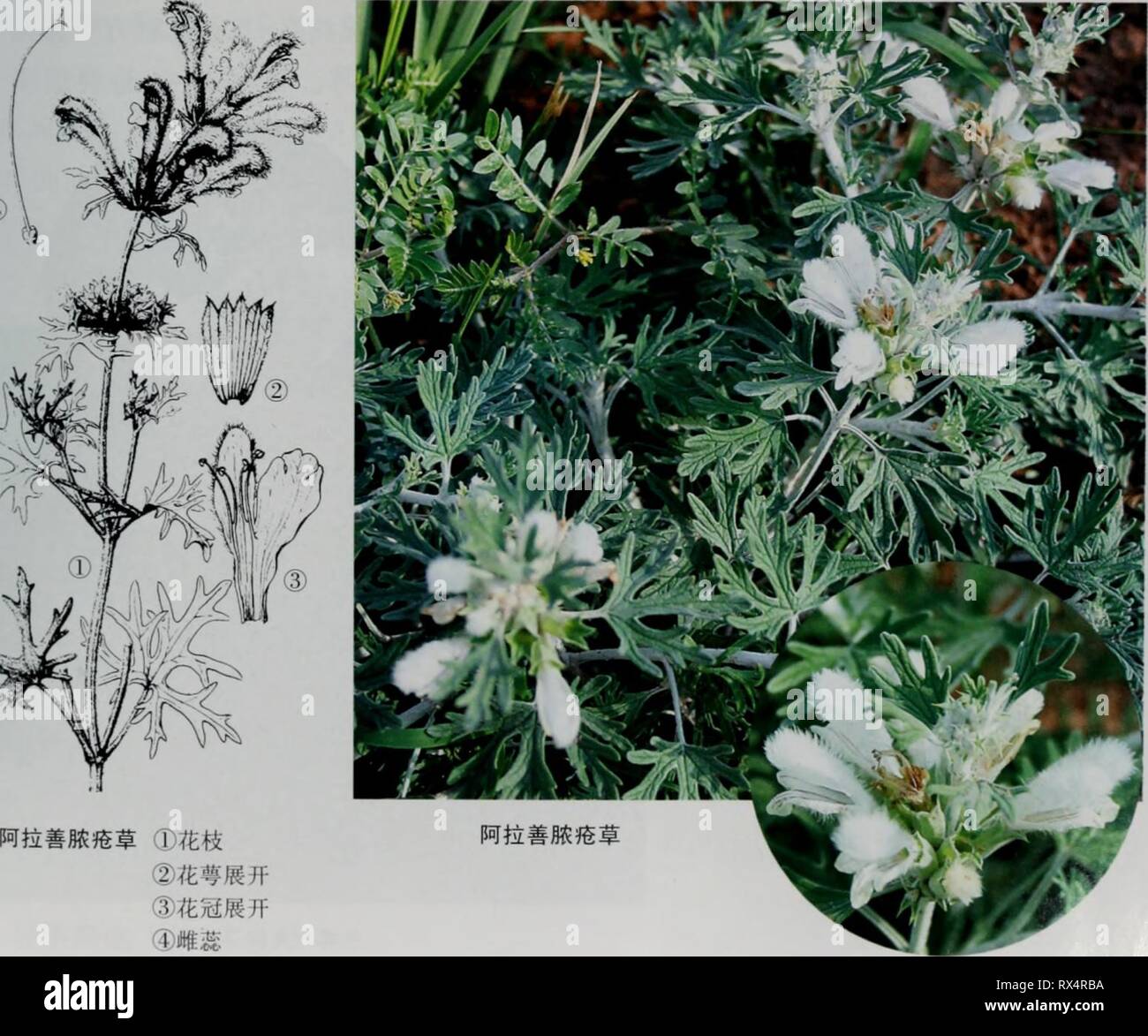 E Er Duo Si zhi e er duo si zhi wu zhi eerduosizhiwuzhi02wuji Anno: 2007.7 å½¢aeç¹å¾å¤å¹'çèae¬ï¼é"15-35cm:èå¤åaeï¼ä"åºé¨ååºï¼å¯è¢"ç½è²ç-çµ¨å¶çè½® å"ä'ºå®½åµå½¢ï¼é¿2-4cm ï¼å®½3-5(8)mm ï¼èçå¶aeç¶ï¼3)5ae·±è£ï¼è çåè££å''è¾¾åºé¨ï¼ç-ae¥å½¢ï¼ å®½2-4(6)mmï¼å°è£çåµå½¢è³ae"éå½¢ï¼ä'é¢åå¯è¢"è'"çç-ae¯ï¼ä'é¢å¯è¢"ç"ae¯ï¼åç°ç½è²ï¼å¶å · aeï¼ç"é¿ï¼è¢"ç"ae¯ï¼èå¶è¾å°ï¼3ae·±è£ãè½®ä¼è±åºï¼å ·Å¤ae°è±ï¼ç"aeå¯éççç¶è±åºï¼å°èçé" å½¢ï¼å ç"¯å ·åºå°ï¼è¢"ç"ae¯ï¼è±è¼ç®¡ç¶éå½¢ï¼å¤é¢å¯è¢"ç"ae¯ï¼éé¢ae ae¯ï¼è¼é½¿5ï¼å2é½¿ç¨é¿ï¼å®½ ä'è§å½¢ï¼å ç"¯å ·ç-åºå°ï¼è±å ae·¡é"è²aeç½è²ï¼é¿ï¼25)33-40mmï¼å¤é¢è¢"ä'ç¶é¿aeae¯ï¼éé¢ae ae¯ï¼äºåå½¢ï¼ä'åçç¶ï¼çåå½¢ï¼åºé¨ae¶ç¼ï Foto Stock