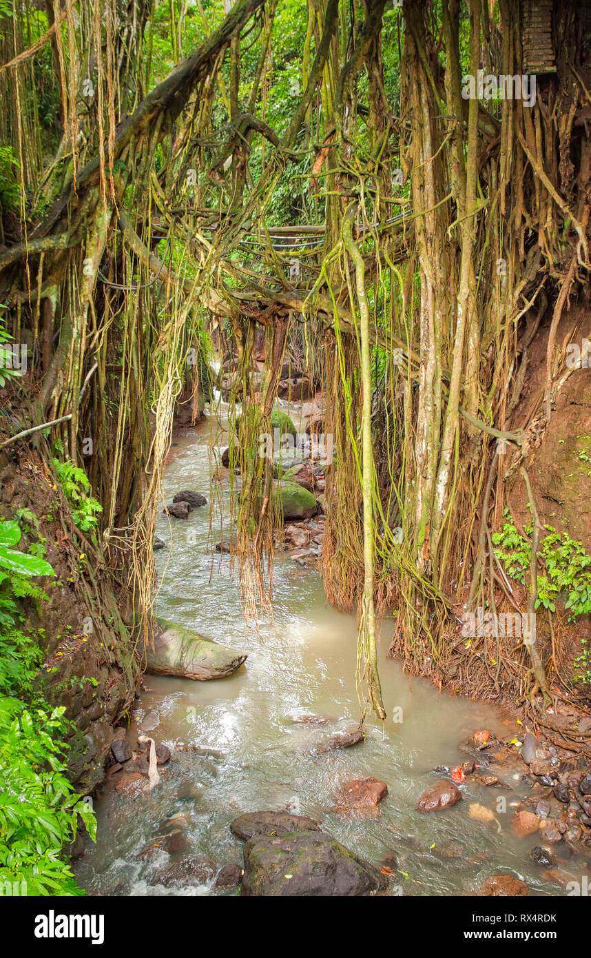 Sacro Santuario della Foresta delle Scimmie di Ubud sull isola di Bali in Indonesia Foto Stock